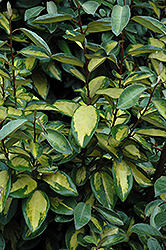 Limelight Silverberry (Elaeagnus x ebbingei 'Limelight') at Stonegate Gardens