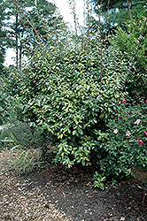 Limelight Silverberry (Elaeagnus x ebbingei 'Limelight') at Stonegate Gardens
