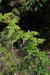 Krazy Krinkle Japanese Maple (Acer palmatum 'Krazy Krinkle') at Stonegate Gardens