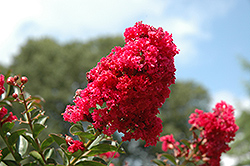 Raspberry Dazzle Crapemyrtle (Lagerstroemia indica 'Gamad II') at Stonegate Gardens