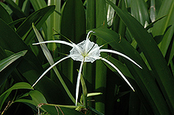 Tropical Giant Spider Lily (Hymenocallis 'Tropical Giant') at Stonegate Gardens