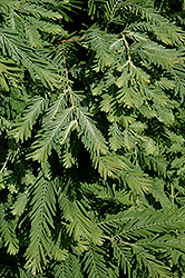 Schirrmann's Nordlicht Dawn Redwood (Metasequoia glyptostroboides 'Schirrmann's Nordlicht') at Stonegate Gardens