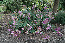 Orchid Cascade Crapemyrtle (Lagerstroemia indica 'Orchid Cascade') at Lakeshore Garden Centres