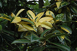 Variegated Southern Magnolia (Magnolia grandiflora 'Variegata') at Stonegate Gardens