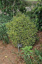Sunburst Variegated Korean Boxwood (Buxus sinica 'Sunburst') at Stonegate Gardens