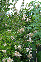 Chinese Abelia (Abelia chinensis) at Lakeshore Garden Centres