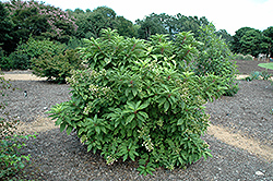 Yuki-geshou Hydrangea (Hydrangea paniculata 'Yuki-geshou') at Stonegate Gardens