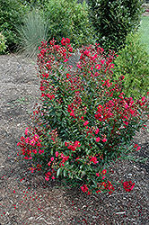 Red Rooster Crapemyrtle (Lagerstroemia indica 'PIILAG III') at Stonegate Gardens