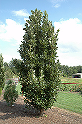 Birthday Candle Oak (Quercus x warei 'Birthday Candle') at Lakeshore Garden Centres