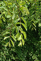 Golden Chinese Elm (Ulmus parvifolia 'Aurea') at Stonegate Gardens