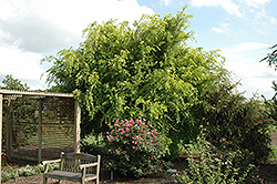 Golden Chinese Elm (Ulmus parvifolia 'Aurea') at Stonegate Gardens