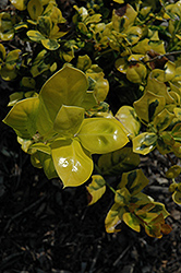 Masashi's Gold Holly (Ilex cornuta 'Masashi's Gold') at Stonegate Gardens
