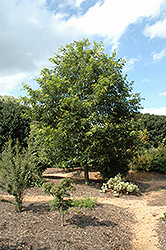 Mexican Royal Oak (Quercus germana) at Stonegate Gardens