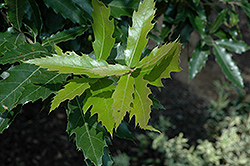 Mexican Royal Oak (Quercus germana) at Stonegate Gardens