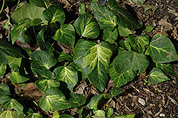 Sulphur Heart Ivy (Hedera colchica 'Sulphur Heart') at Stonegate Gardens