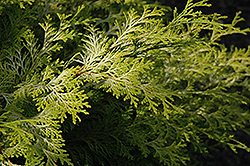 Elmwood Hinoki Falsecypress (Chamaecyparis obtusa 'Elmwood') at Stonegate Gardens