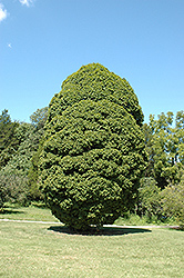 Globose European Hornbeam (Carpinus betulus 'Globosa') at Stonegate Gardens