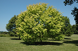 Golden Rey Elm (Ulmus parvifolia 'Golden Rey') at Lakeshore Garden Centres