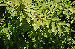 Golden Rey Elm (Ulmus parvifolia 'Golden Rey') at Stonegate Gardens