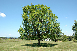 Lacebark Elm (Ulmus parvifolia) at Stonegate Gardens