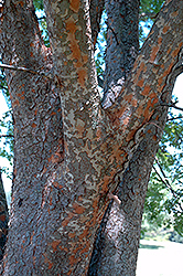 Zettler Elm (Ulmus parvifolia 'Zettler') at Stonegate Gardens