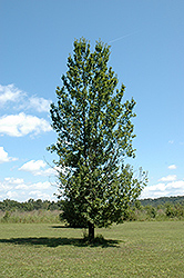 Skymaster English Oak (Quercus robur 'Pyramich') at Stonegate Gardens