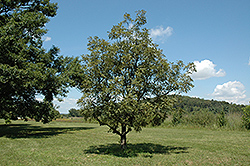 Cutleaf Japanese Emperor Oak (Quercus dentata 'Pinnatifida') at Stonegate Gardens