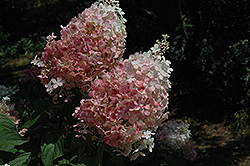 Fraise Melba Hydrangea (Hydrangea paniculata 'Renba') at Stonegate Gardens