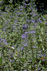 Bluebeard (Caryopteris x clandonensis) at Stonegate Gardens