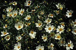 Star Cluster Tickseed (Coreopsis 'Star Cluster') at Stonegate Gardens