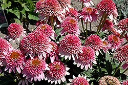 Butterfly Kisses Coneflower (Echinacea purpurea 'Butterfly Kisses') at Lakeshore Garden Centres