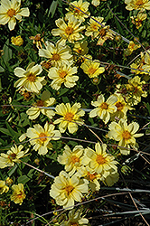 Galaxy Tickseed (Coreopsis 'Galaxy') at Stonegate Gardens
