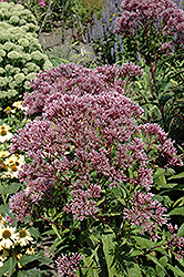 Baby Joe Dwarf Joe Pye Weed (Eupatorium dubium 'Baby Joe') at Lakeshore Garden Centres