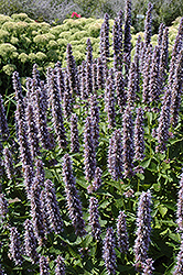Blue Fortune Anise Hyssop (Agastache 'Blue Fortune') at Lakeshore Garden Centres