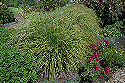 Desert Plains Fountain Grass (Pennisetum alopecuroides 'Desert Plains') at Lakeshore Garden Centres