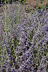 Peek-A-Blue Russian Sage (Perovskia atriplicifolia 'Peek-A-Blue') at Lakeshore Garden Centres
