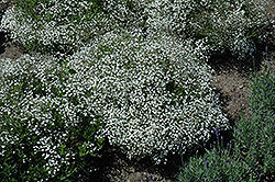 Summer Sparkles Baby's Breath (Gypsophila paniculata 'ESM Chispa') at Lakeshore Garden Centres