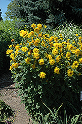 Happy Days Sunflower (Helianthus 'Happy Days') at Stonegate Gardens