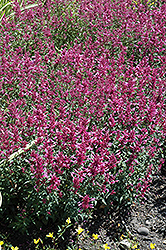 Rosie Posie Hyssop (Agastache 'Rosie Posie') at Lakeshore Garden Centres