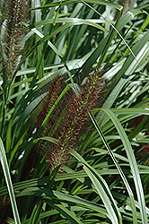 Red Head Fountain Grass (Pennisetum alopecuroides 'Red Head') at Stonegate Gardens