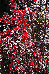 Fan Scarlet Cardinal Flower (Lobelia x speciosa 'Fan Scarlet') at A Very Successful Garden Center