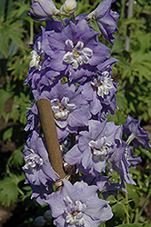 Lilac Ladies Larkspur (Delphinium 'Lilac Ladies') at Stonegate Gardens
