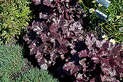 Grape Expectations Coral Bells (Heuchera 'Grape Expectations') at Lakeshore Garden Centres