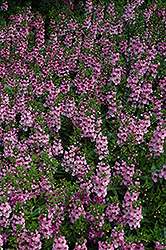 Serenita Pink Angelonia (Angelonia angustifolia 'Serenita Pink') at Lakeshore Garden Centres