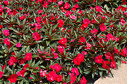 Divine Scarlet Bronze Leaf New Guinea Impatiens (Impatiens hawkeri 'Divine Scarlet Bronze Leaf') at Stonegate Gardens