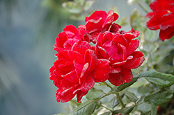 Milano Kolorscape Rose (Rosa 'KORjuwko') at Stonegate Gardens