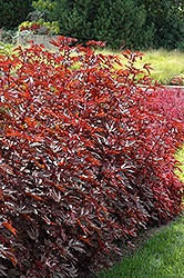 Mahogany Splendor Hibiscus (Hibiscus acetosella 'Mahogany Splendor') at Stonegate Gardens