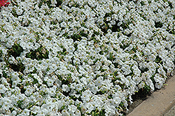 Pretty Flora White Petunia (Petunia 'Pretty Flora White') at Stonegate Gardens