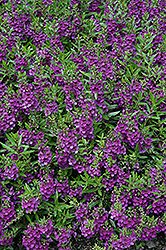 Archangel Dark Purple Angelonia (Angelonia angustifolia 'Balarckle') at Stonegate Gardens