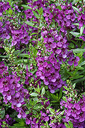 Archangel Dark Purple Angelonia (Angelonia angustifolia 'Balarckle') at Stonegate Gardens